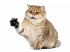 Griffures et morsures de chat : des blessures à surveiller