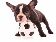 Coupe du monde de foot 2014 : chiens et chats accros du ballon rond !