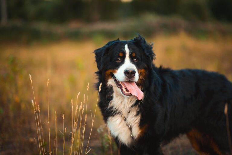 Des médicaments toxiques pour des races de chiens de berger