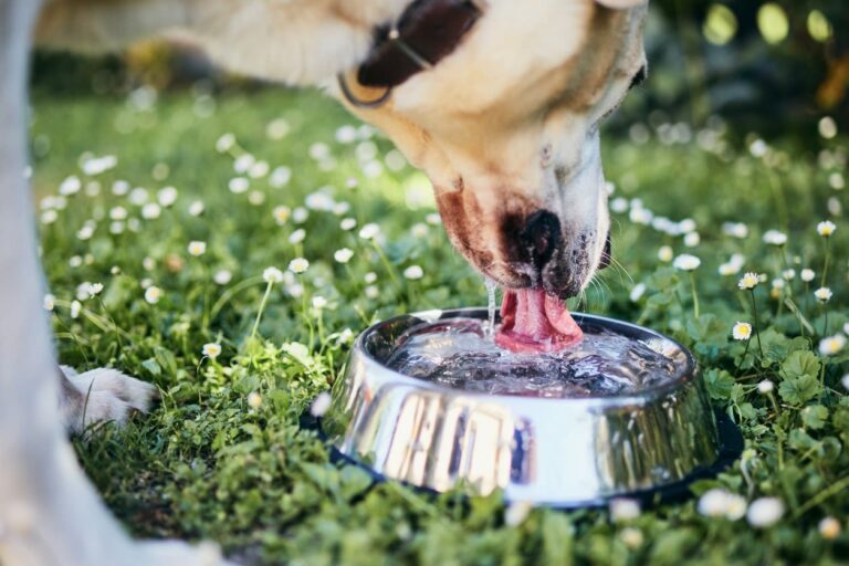 Votre chien ou chat est-il vraiment bien hydraté ?