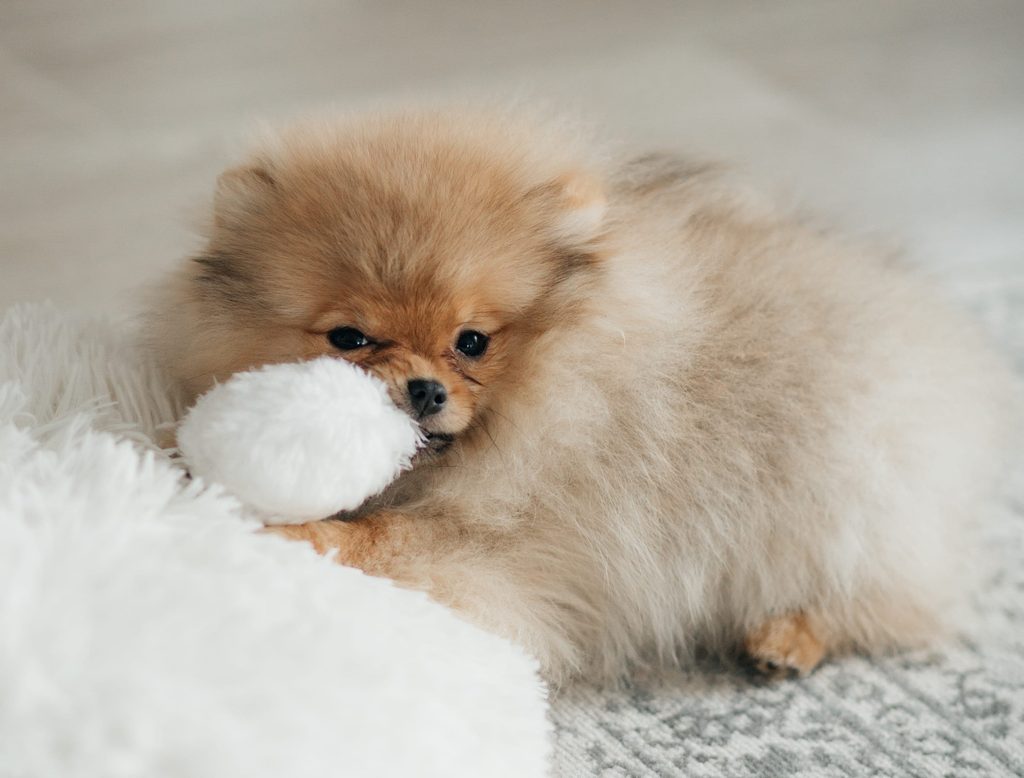Chiot Spitz nain