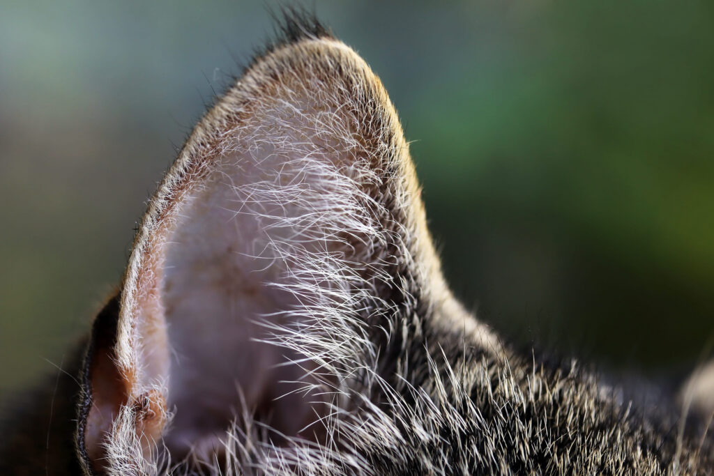 zoom sur une oreille de chat