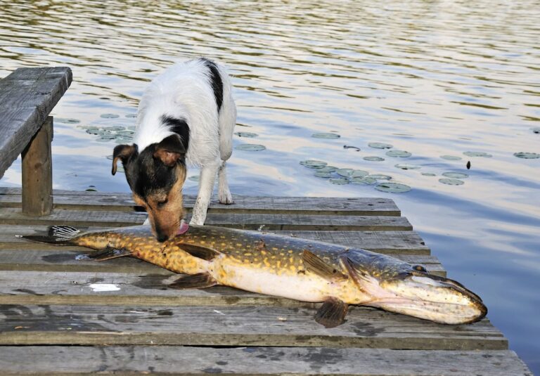 Arêtes de poisson : quel danger pour le chien ?