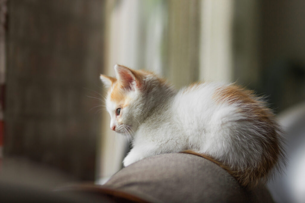 chaton roux et blanc sur canape