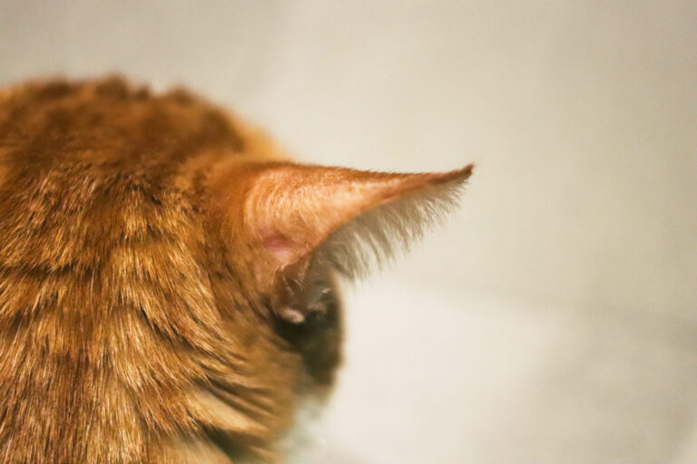 Risques de gale d&rsquo;oreille chez le chat