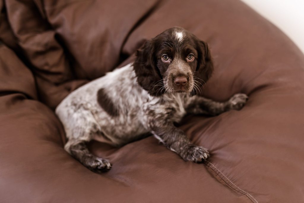 Epagneul picard chiot