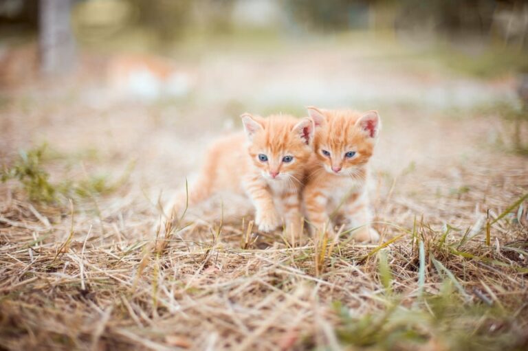 Anti-puces chaton et chiot : quels produits utiliser ?