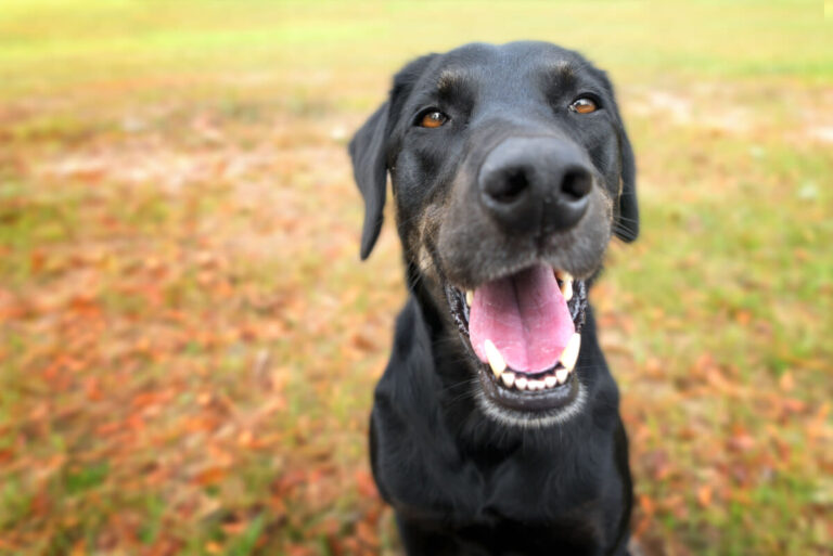 Avec SantéVet, votre chien ou chat aura de belles dents !