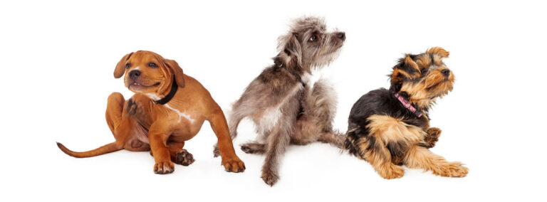 Réaction allergique chez le chien ou le chat : consultez !