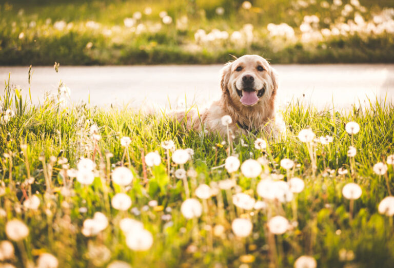 10 dangers qui guettent votre chien ou chat au printemps