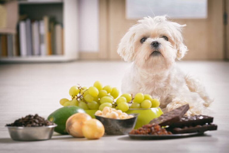 L’intoxication du chien par le raisin et la groseille