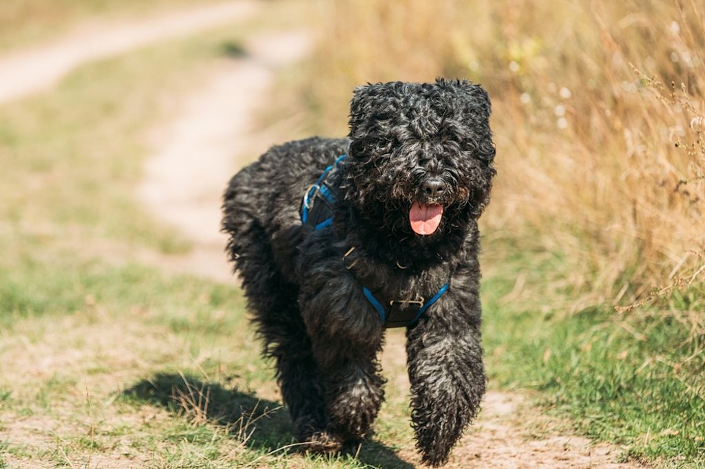 Bouvier des Flandres puppy op gazon