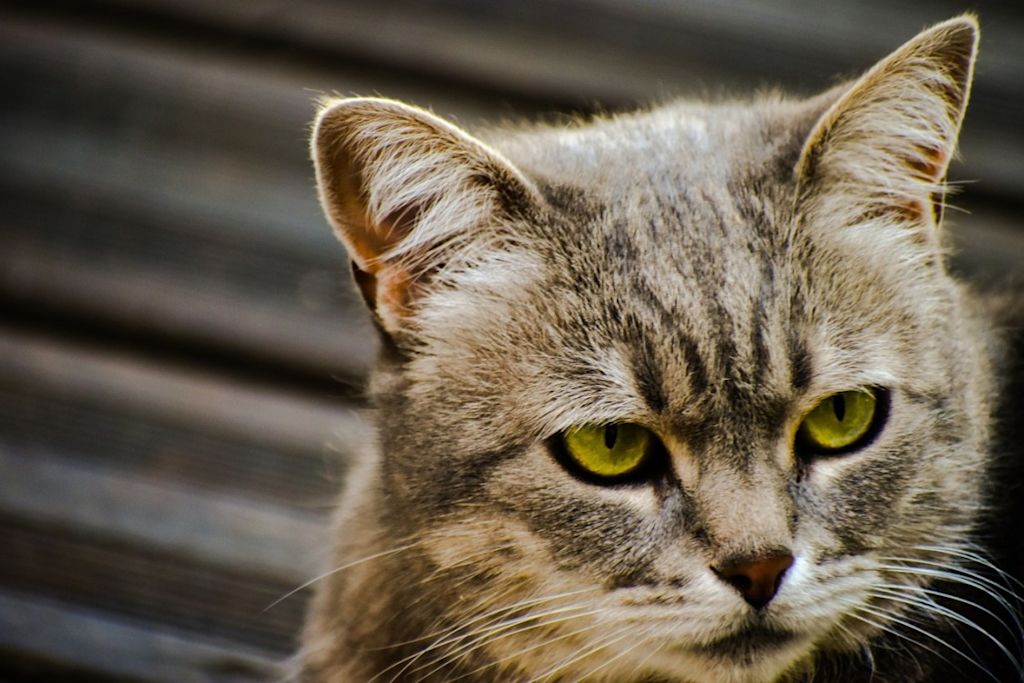 Chat &acirc;g&eacute;