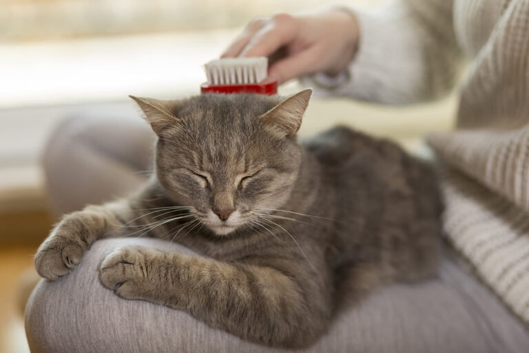 Poil du chat : ne laissez pas les nœuds se former