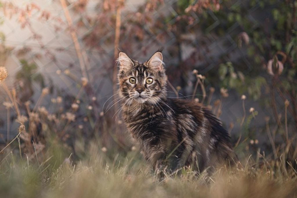 Chaton Maine Coon