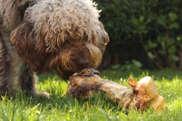 Peut-on donner sans risque des os à son chien ?