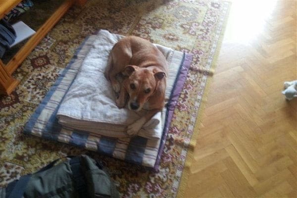 Le chien peut-il transmettre le virus Ebola à L’Homme ?