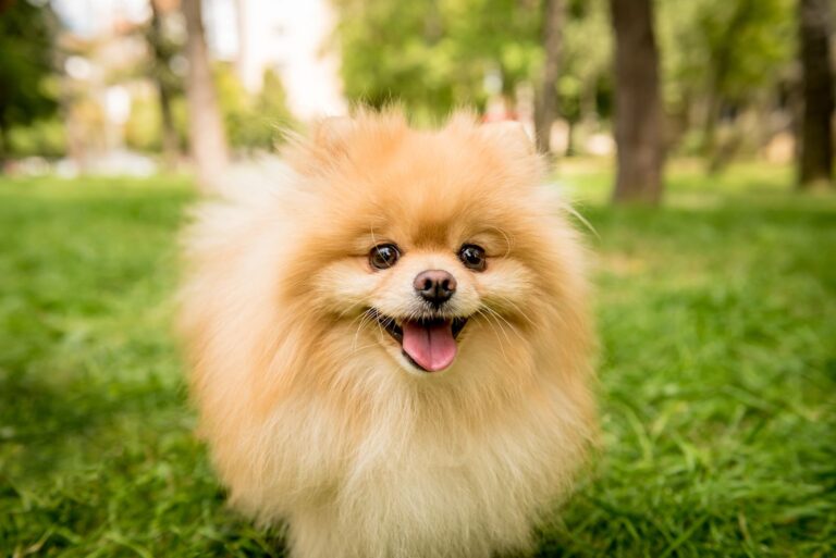 Spitz nain allemand (loulou de poméranie)