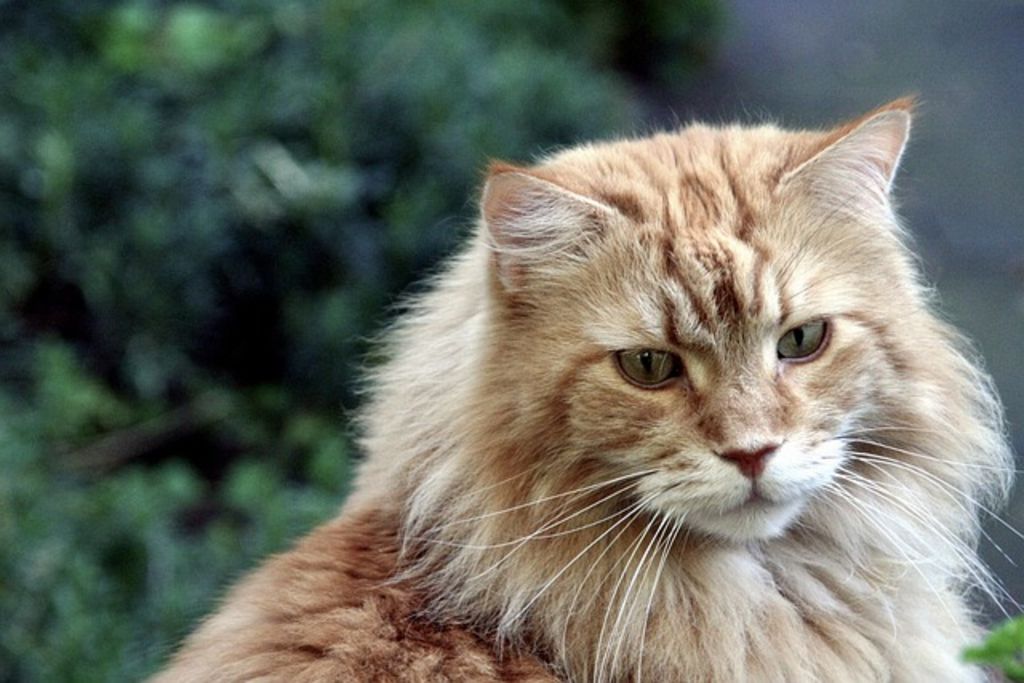 Maine Coon Roux