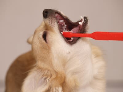 Des dents saines : une priorité pour le chien