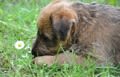Limaces et escargots : ne laissez pas votre chien en manger