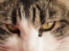 Comment nettoyer les yeux de votre chat ?