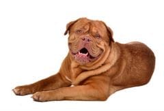 Cals : à surveiller chez le chien