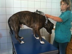 Des médecines douces complémentaires pour chiens et chats