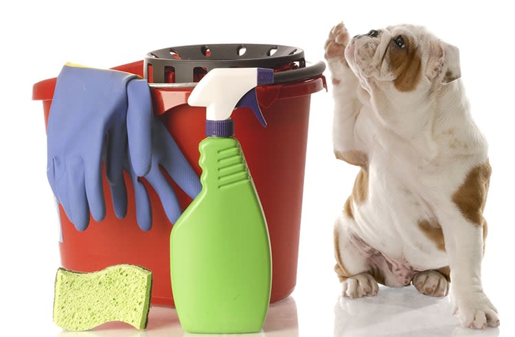 Pipi, crotte de chien et chat : nettoyer les petits oublis