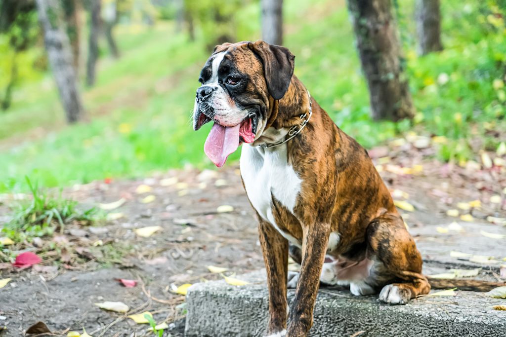 boxer bringe