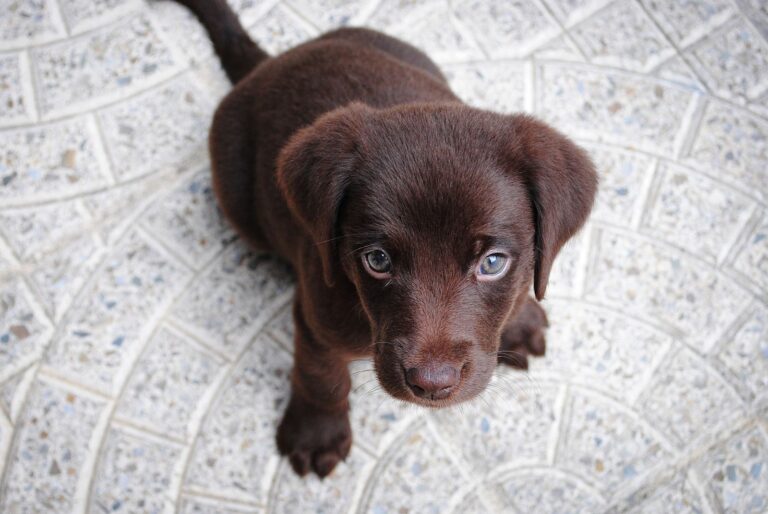 Tips voor het verwelkomen van een puppy in huis