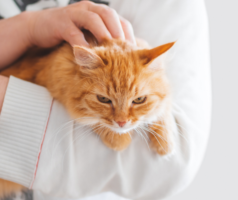 Âge du chat en âge humain : comment faire le calcul ?