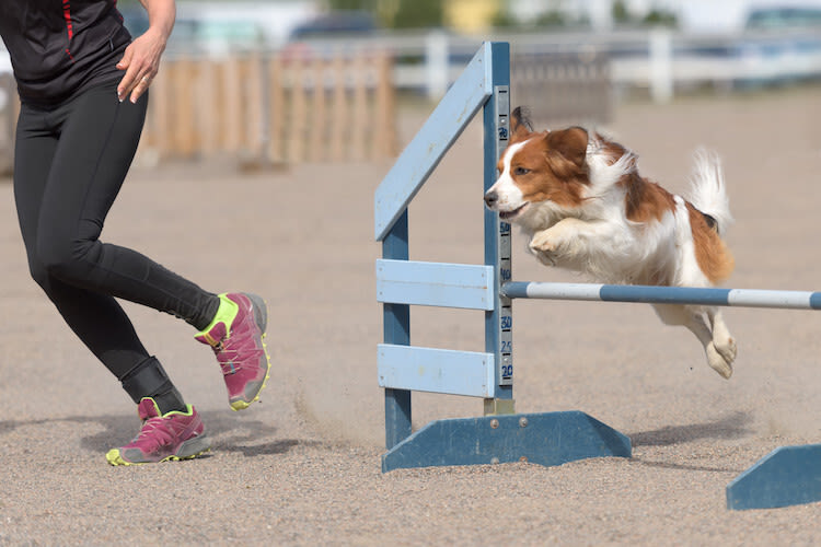 Faire du sport avec son chien
