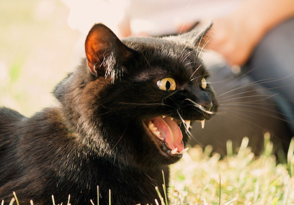agressivite_peur_chez_le_chat