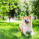 akita couche
