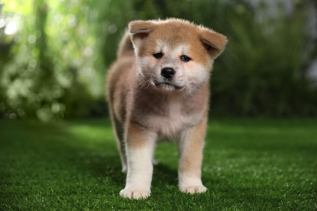 mignon chiot akita
