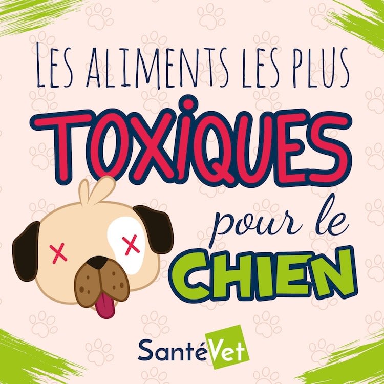 Le café est-il dangereux pour mon chien ?