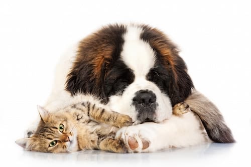 Puces, tiques… de nouveaux traitements pour chien et chat