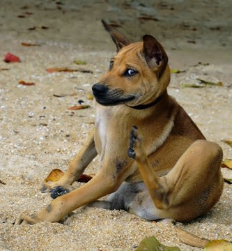 Aoûtats : le chien n&rsquo;est pas épargné