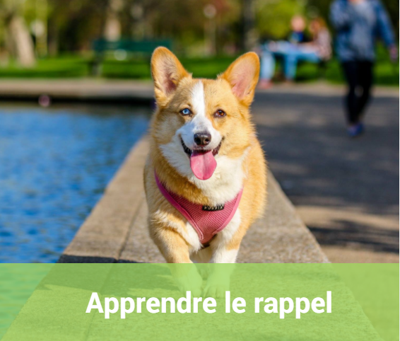 Apprendre le rappel à son chien