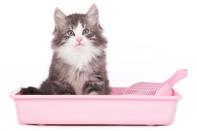 Litière pour chat : des effets néfastes pour l’homme ?