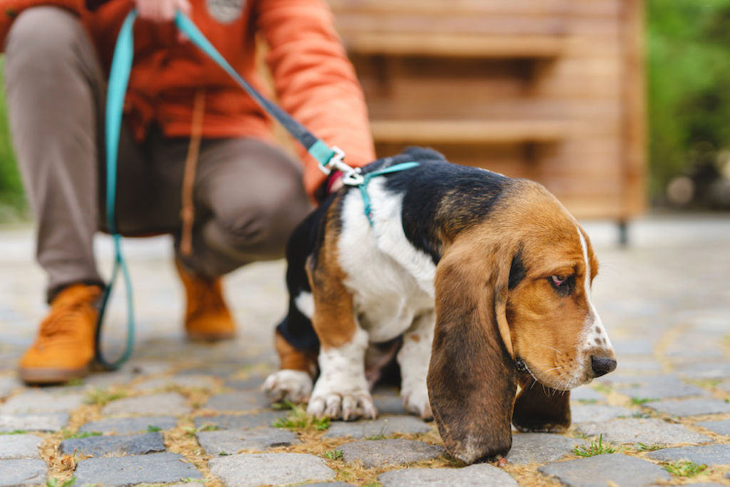 basset_hound_hernie_discale