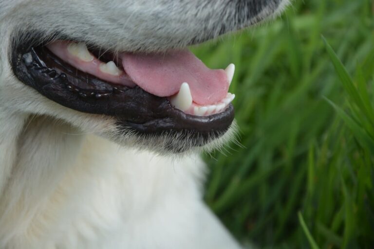 Pourquoi et comment brosser les dents de son chien ?