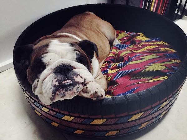 Florence Foresti : c&rsquo;est son chien qui twitte pour elle !