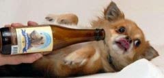 Une bière pour les chiens : quelle drôle d’idée