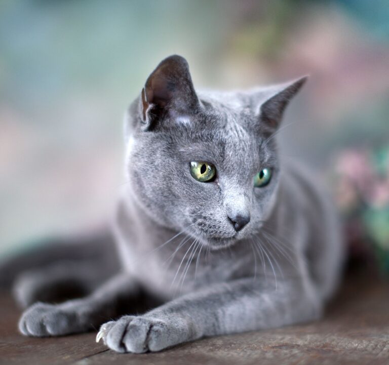 Bleu Russe