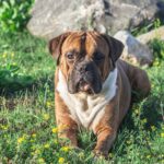 boxer bringe