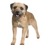 Border terrier
