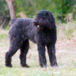 Bouvier des flandres