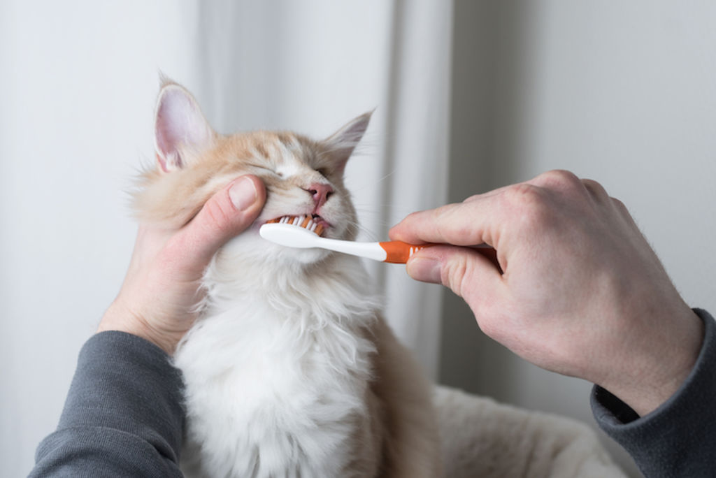 brosser_les_dents_de_son_chat